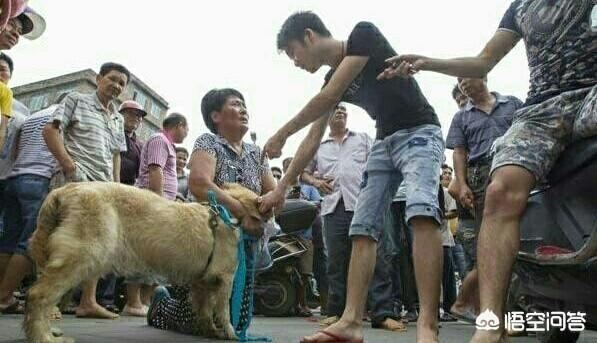 你家的狗是是“禁养犬”吗，你怎么看目前有些地方的禁犬政策？