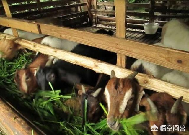 养羊种植什么牧草好:在甘肃种什么牧草喂羊最好？