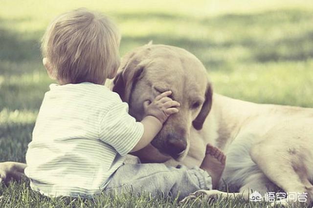 人和狗分开之后，狗狗还会记得以前的主人吗？插图43