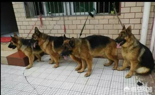 德国牧羊犬论坛:养过，德牧，边牧，金毛，是怎样一番体验？