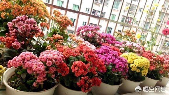 长寿花的繁殖方法大全:长寿花需不需要每年重新扦插？