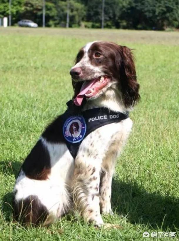 警犬来了:警犬来了剧情介绍 我们常见的警犬是哪些狗狗？