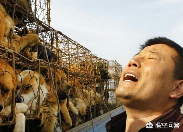 玉林狗肉节英语辩论:今年是狗年，玉林狗肉节会进行吗？