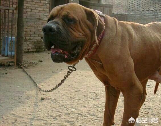 杜高犬图片:哪些狗可以打得过杜高犬？为什么？
