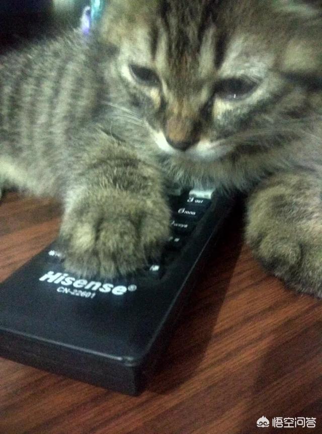 几百块能买到品种猫吗？可以买到什么品种的猫？