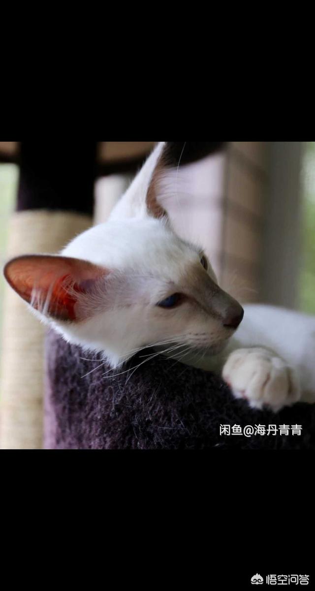 西伯利亚森林猫:缅因猫的喂养方法，和准备的物品？