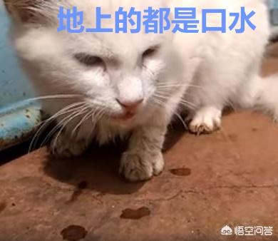 人猫狂犬病症状图片:猫得狂犬病的初期症状是什么？