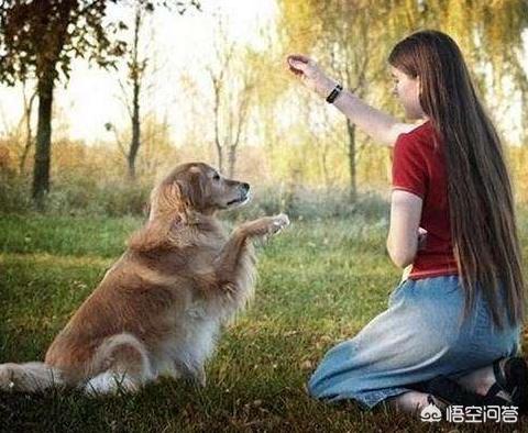 金毛犬的饲养训练视频教程:如何系统性地增强一只金毛犬的战斗力？