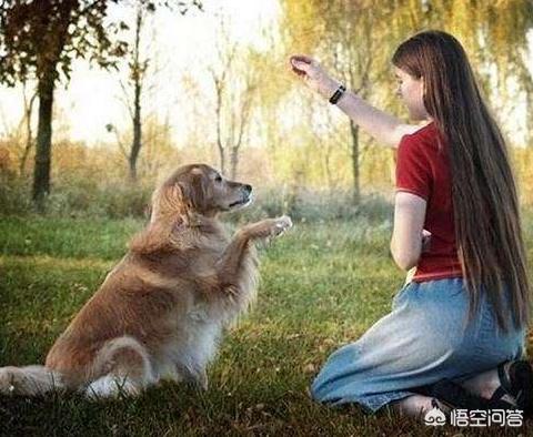 金毛犬的饲养和训练:怎么训练金毛？什么时候训练最好？