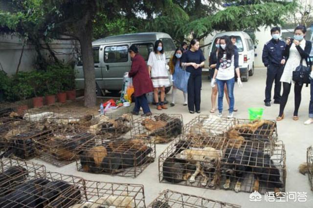 玉林狗肉节英语辩论:今年是狗年，玉林狗肉节会进行吗？