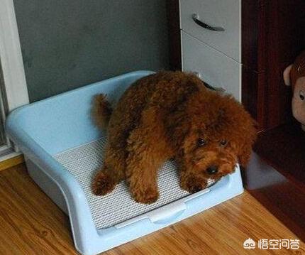 可爱贵宾狗狗壁纸:贵宾犬一般来说会有什么样的坏习惯？