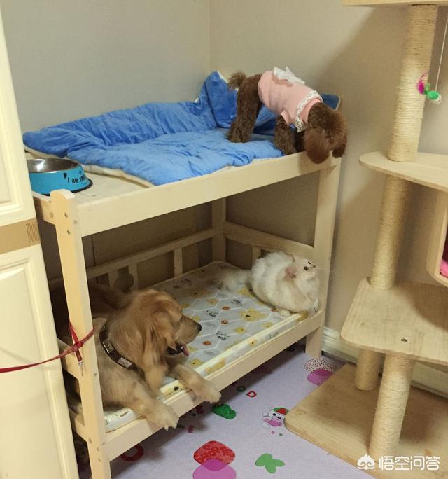 调教女犬:金毛在幼龄期怎么调教？怎么教它一些动作或者让它学习一些东西？