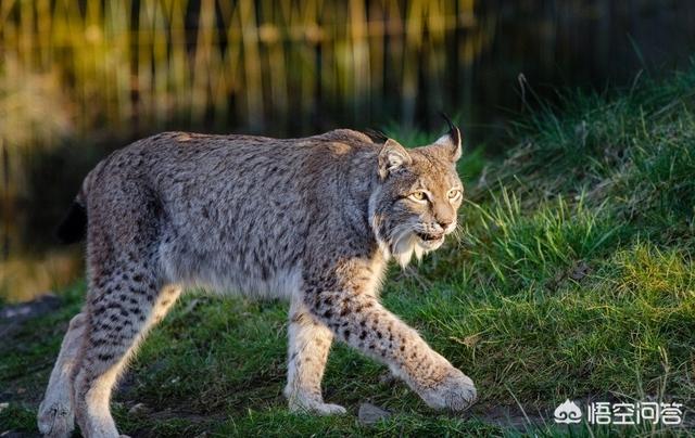 猞猁图片:是不是犬科动物打不过猫科动物？如果是，是因为什么？