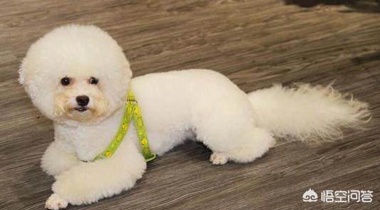 比熊犬吃什么食物好:比熊犬吃什么水果和蔬菜比较好?有什么不能吃？