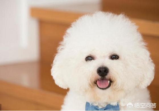 比熊犬吃什么食物好:比熊犬吃什么水果和蔬菜比较好?有什么不能吃？
