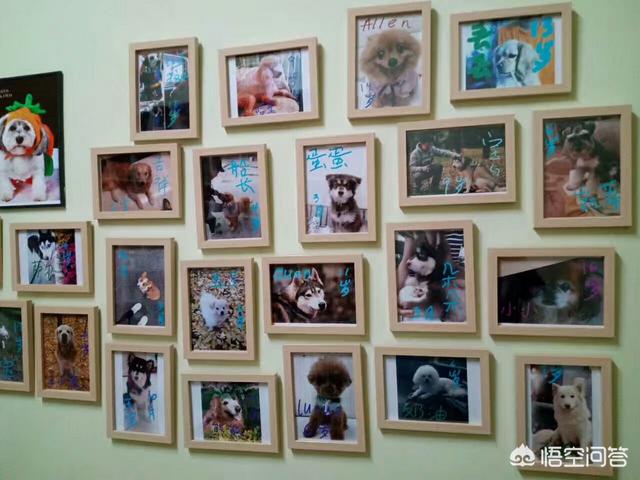 宠物去世后你会以何种方式处理呢？插图23