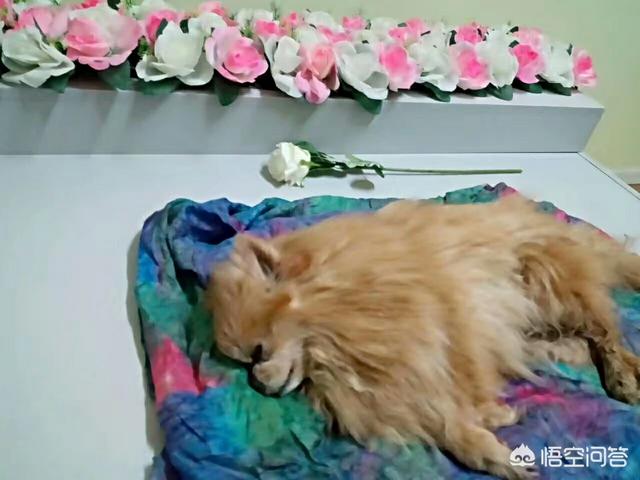 宠物去世后你会以何种方式处理呢？插图24