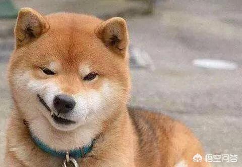 巴西獒犬视频:想养柴犬，柴犬有什么缺点呢？