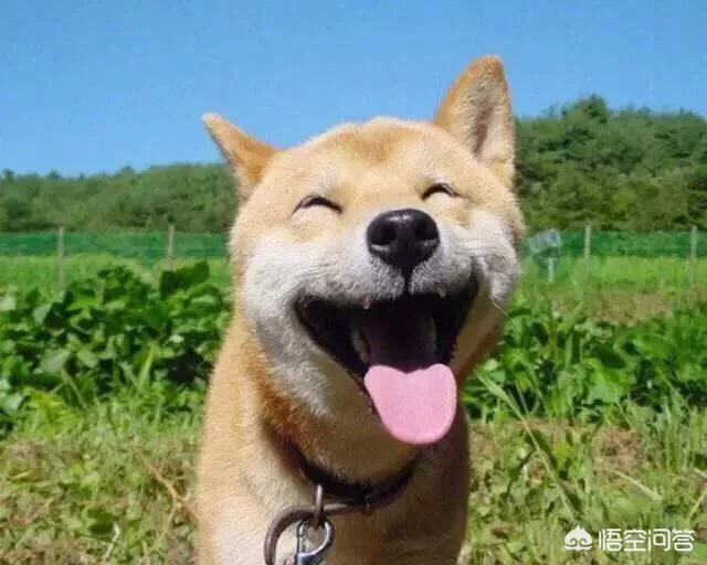 巴西獒犬视频:想养柴犬，柴犬有什么缺点呢？