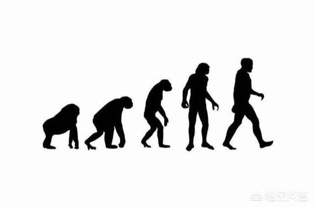 濒临灭绝的无毛猿:人类是如何进化的？人是不是由猴子或猩猩进化而来的？
