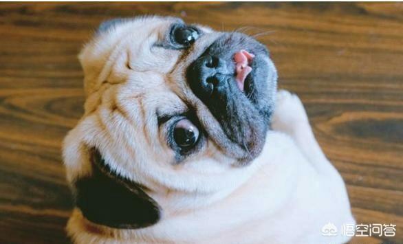 成年八哥犬:买成年巴哥犬好不?多少钱一只？ 成年八哥犬正常体重