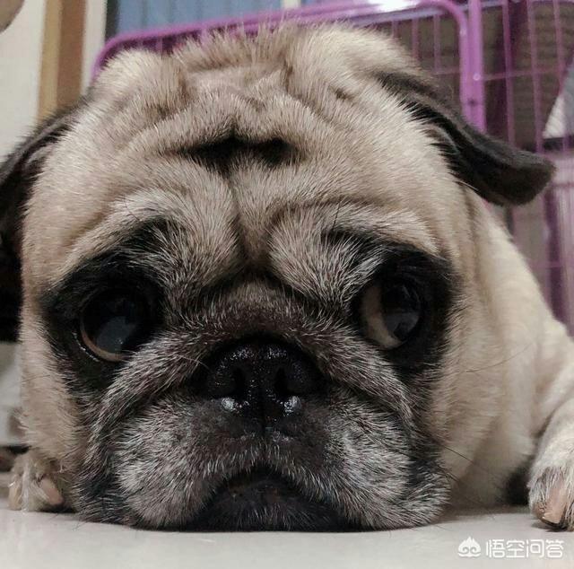 成年八哥犬:买成年巴哥犬好不?多少钱一只？ 成年八哥犬正常体重