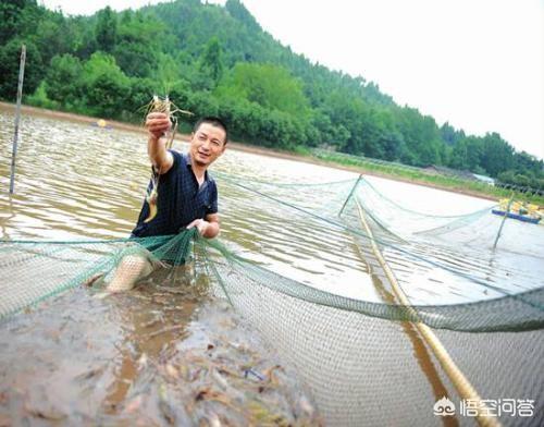 大虾里面有寄生虫不能吃？，基围虾有寄生虫，该怎么办？