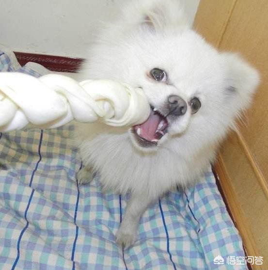 哈多利系博美犬价格报价行情:博美犬标准体重是多少，该怎样养这种狗？