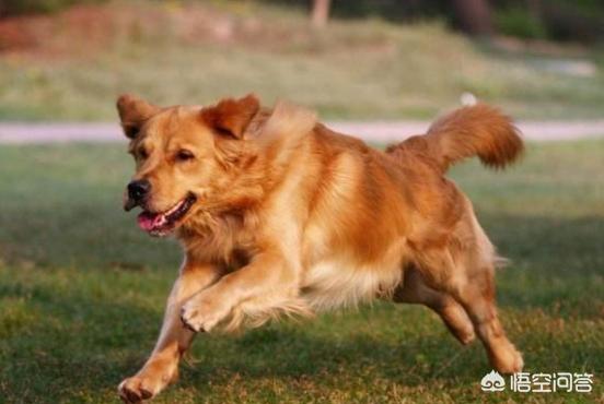 金毛犬有什么缺点？插图50