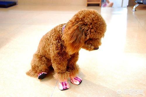小鱼吃吃:泰迪犬除了吃狗粮，还能吃哪些食物？