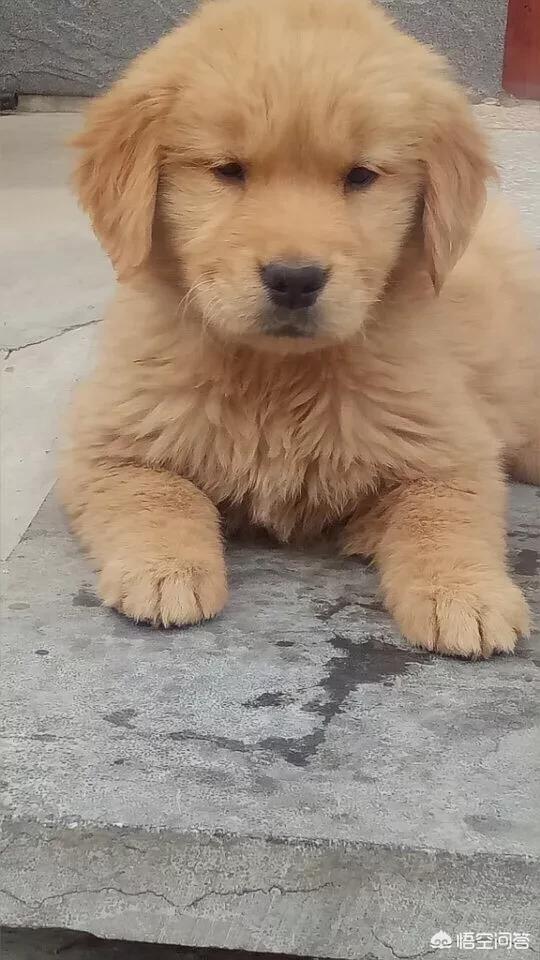 金毛犬有什么缺点？插图38