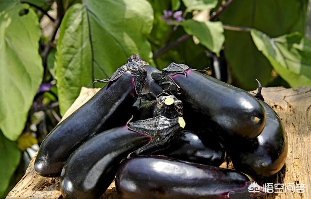 头条问答 茄子施肥应注意些什么 25个回答