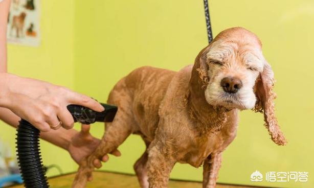 洗浴过水漫游沙皮:帮狗狗洗澡，有什么误区不能犯？