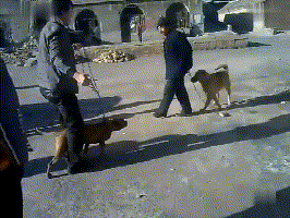 在贵藏獒打架视频:我国本土有哪些狗可以打败比特犬？