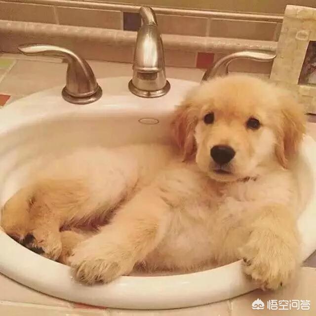 3个月金丹犬:三个月大的金毛能吃稀饭吗？