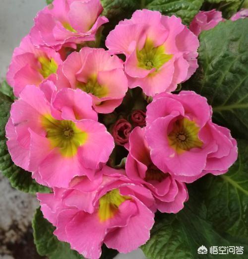 头条问答 在盆栽报春花时 怎样才可以让报春花开花不断 3个回答