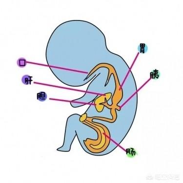 胎儿发育过程图:胎儿发育过程中有什么特点？