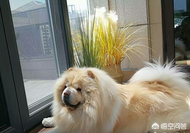 大松狮犬图片:小区里的松狮攻击性太强，咬人咬狗，主人又没素质，怎么办？