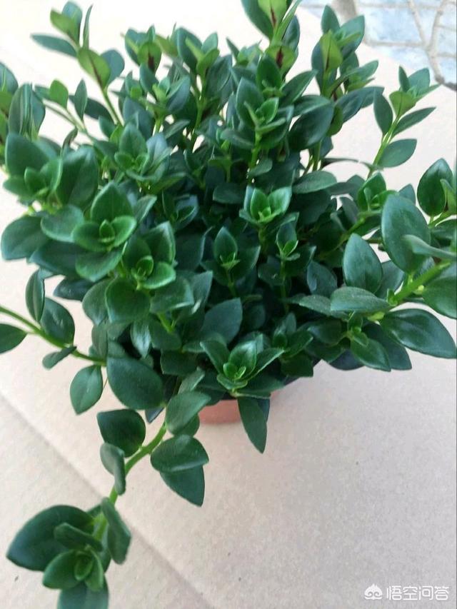 盆景植物金鱼草怎么养:如何种植和养护盆栽金鱼吊兰？