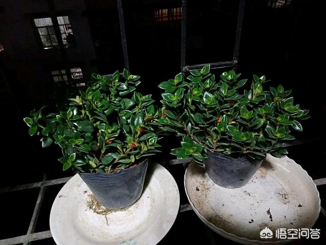 盆景植物金鱼草怎么养:如何种植和养护盆栽金鱼吊兰？