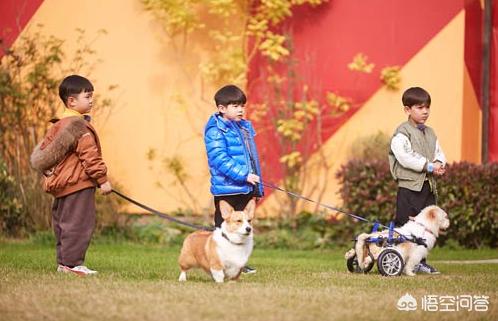 遛狗之前给狗喂食好 还是之后喂食好 头条问答