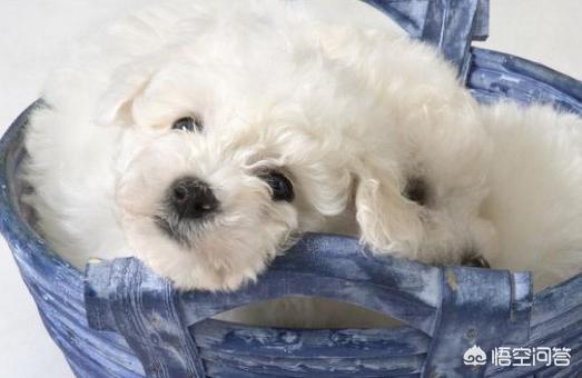 小比熊犬图片:比熊犬多少钱一只？如何挑选品相好的比熊犬？