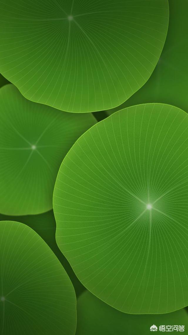 手机壁纸绿色 简洁图片