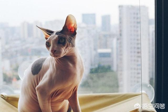 无毛猫纯种价格:无毛猫是一种怎样的存在？