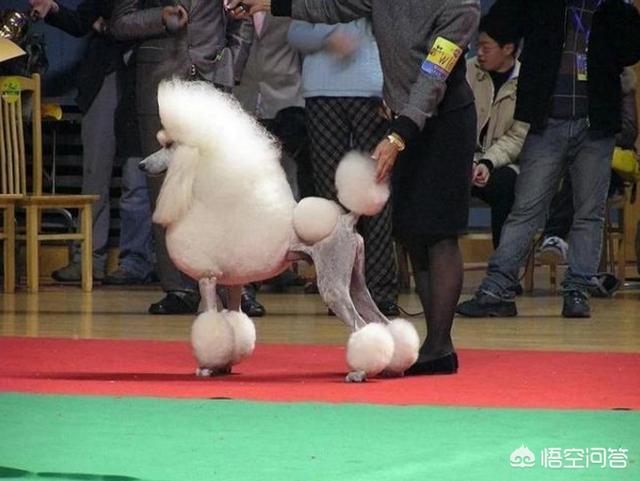 小型黑色贵宾犬图片大全:贵宾犬都有什么样的造型，最受欢迎的造型是什么？