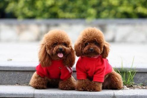 警犬训练内容:军犬训练，“无言的战友”是如何快速出击的？