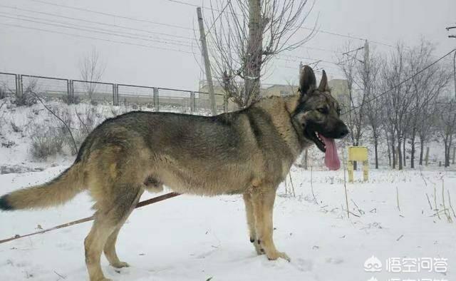 昆明狼犬凶猛吗:昆明狼犬图片 世界上最可怕的四种狼犬是哪四种？有何依据？