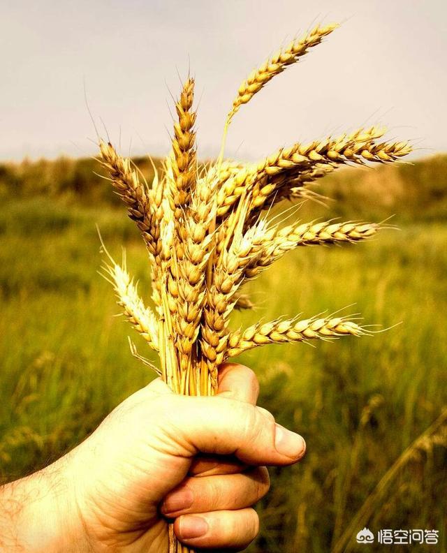 小麦最佳播种时间是什么时候，小麦的最佳播种时间是什么时候