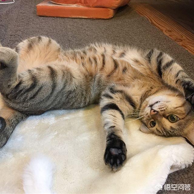 金装素力高 卡比三文鱼:一岁多的英短只吃猫粮，不吃虾不吃肉，不吃营养膏，营养能够吗？