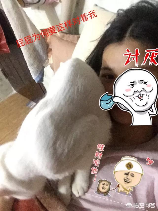 当猫爱上狗在哪里看:喜欢猫狗的女生有什么共性？ 当狗爱上猫在线观看